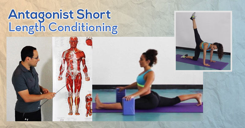 Antagonist Short Length Conditioning