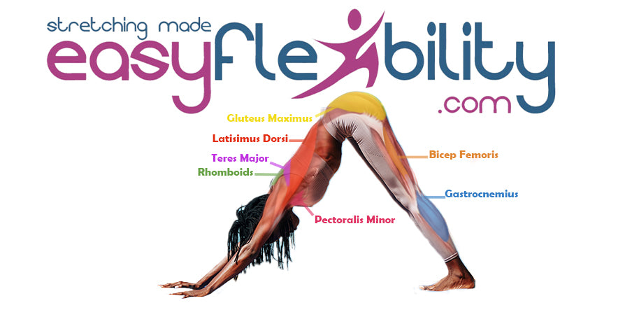Downward Facing Dog position in Yoga. Proper angle variations and consideration.