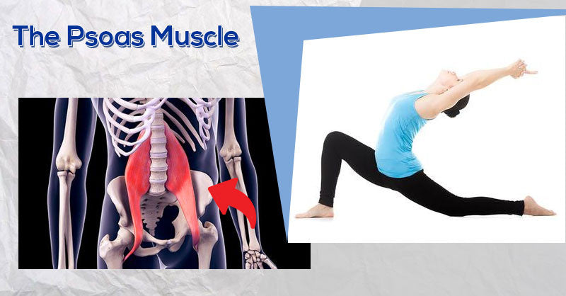 The Psoas Muscle