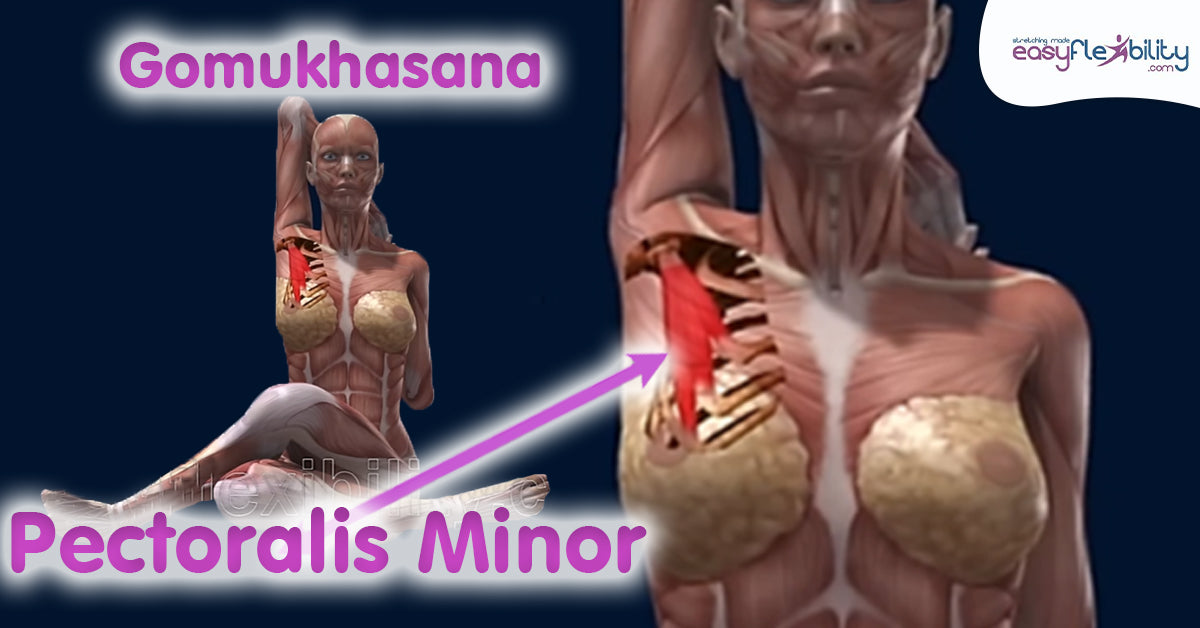 From Anatomy to Asana: How Pectoralis Minor Influences Gormukhasana in Yoga