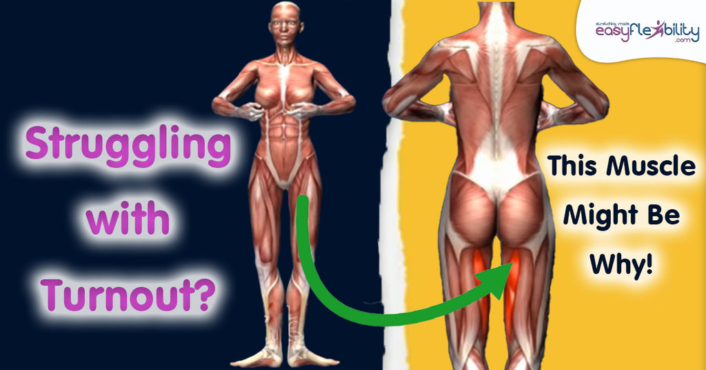 Semitendinosus workout hotsell