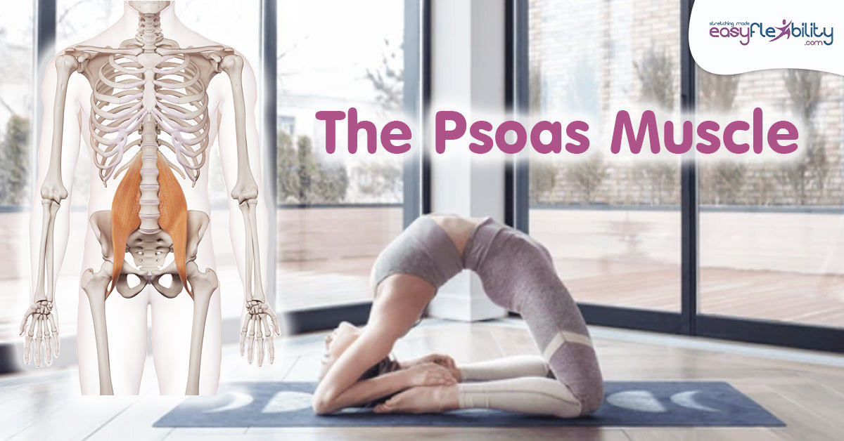 Unlocking the Secrets of the Psoas: Your Guide to Yoga Anatomy and Kapotasana