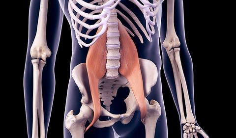 The Psoas Muscle